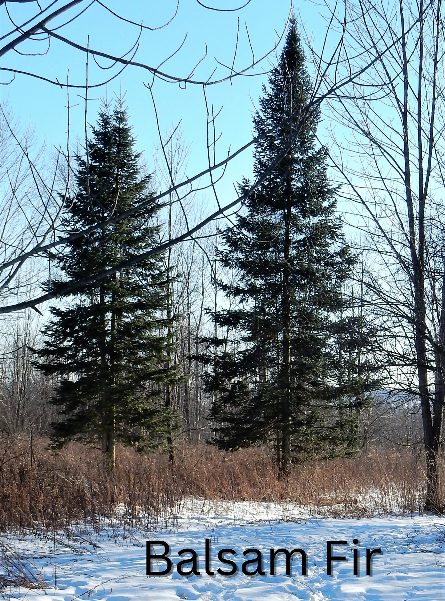 Grow Your Own CHRISTMAS TREE COLLECTION - 4 Gift Packets of Tree Seeds - Fraser Fir, Balsam Fir, Douglas Fir, & Blue Spruce + Free Gift Bag