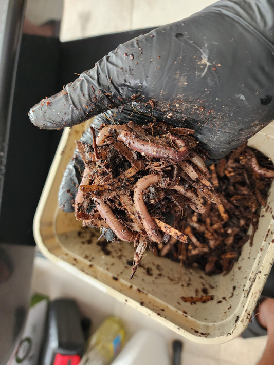 European Nightcrawlers 1 lbs (approx. 350) (ENC) (Eisenia hortensis or Dendrobaena veneta) – Soil Builders & Super Bait Worms