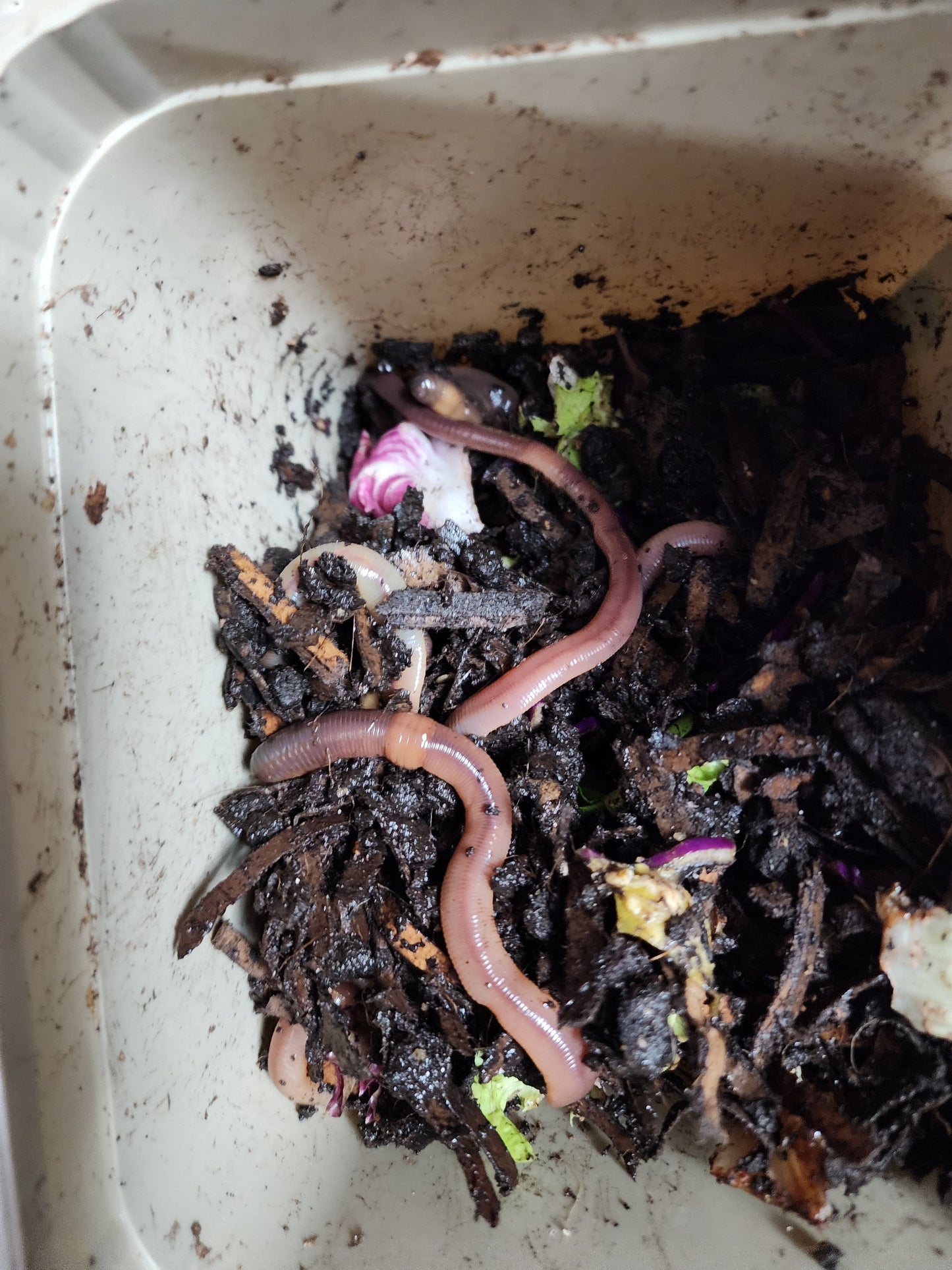 European Nightcrawlers 1 lbs (approx. 350) (ENC) (Eisenia hortensis or Dendrobaena veneta) – Soil Builders & Super Bait Worms