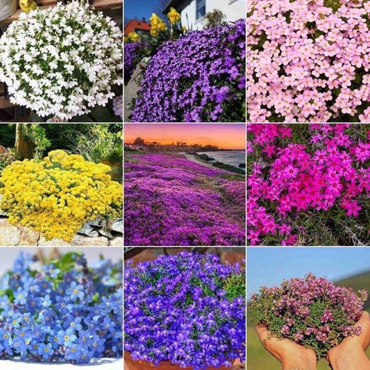 5000 Multicolor Creeping Thyme Seeds - Vibrant, Easy-to-Grow Ground Cover Flower Mix
