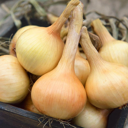 Walla Walla Onion Seeds (Organic)