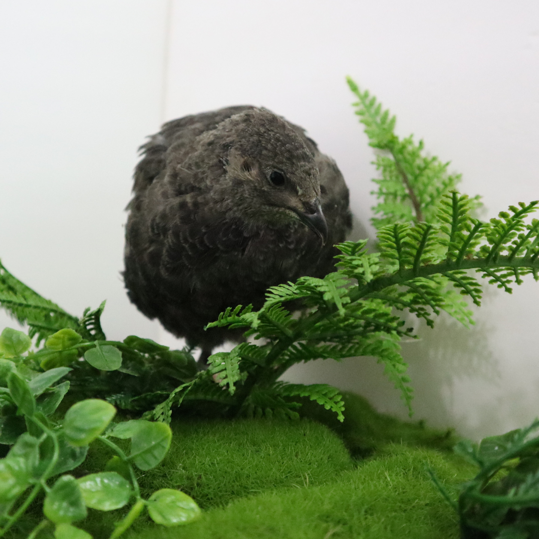 All Black Quail Hatching Eggs - Pure Breed, Ideal for Aviary Hobbyists & Breeders