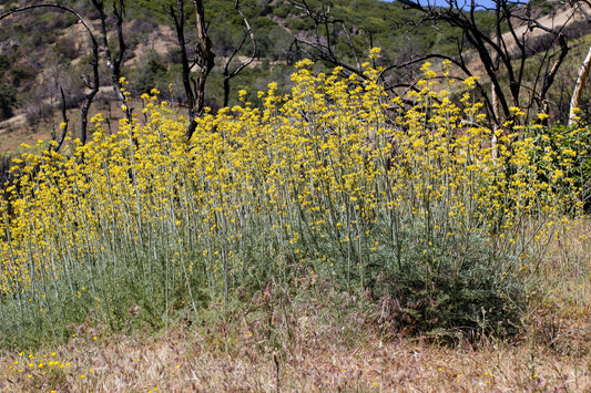 10 GOLDEN EARDROPS Dicentra Chrysantha Yellow Bleeding Heart Shade Flower Seeds
