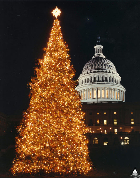 Grow Your Own CHRISTMAS TREE - Balsam Fir ( Abies Balsamea ) Gift Packet of Tree Seeds