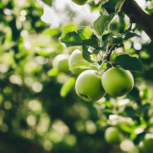 Granny Smith Apple Tree
