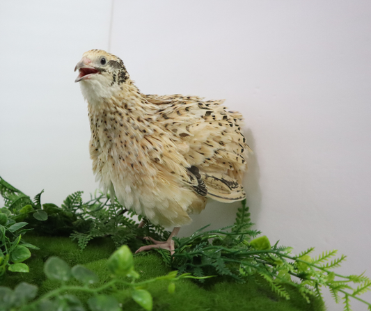 Jumbo Italian Quail Hatching Eggs