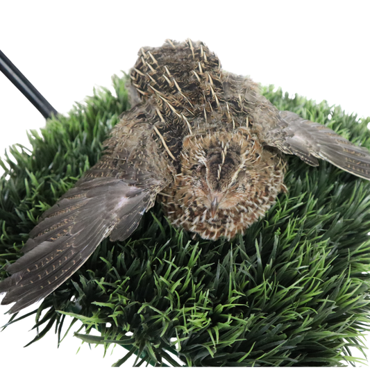 Jumbo Coturnix Quail Eggs Brown/Wild type for Hatching, Fertile Quail Eggs from Quality Monitored Flocks Birds Reach Jumbo Size Within 10 Weeks