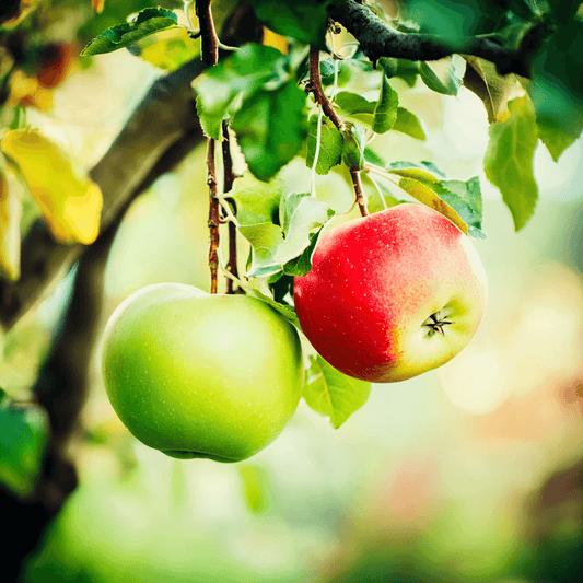 Low Chill Apple, 4 on 1 Multi Grafted Fruit Tree