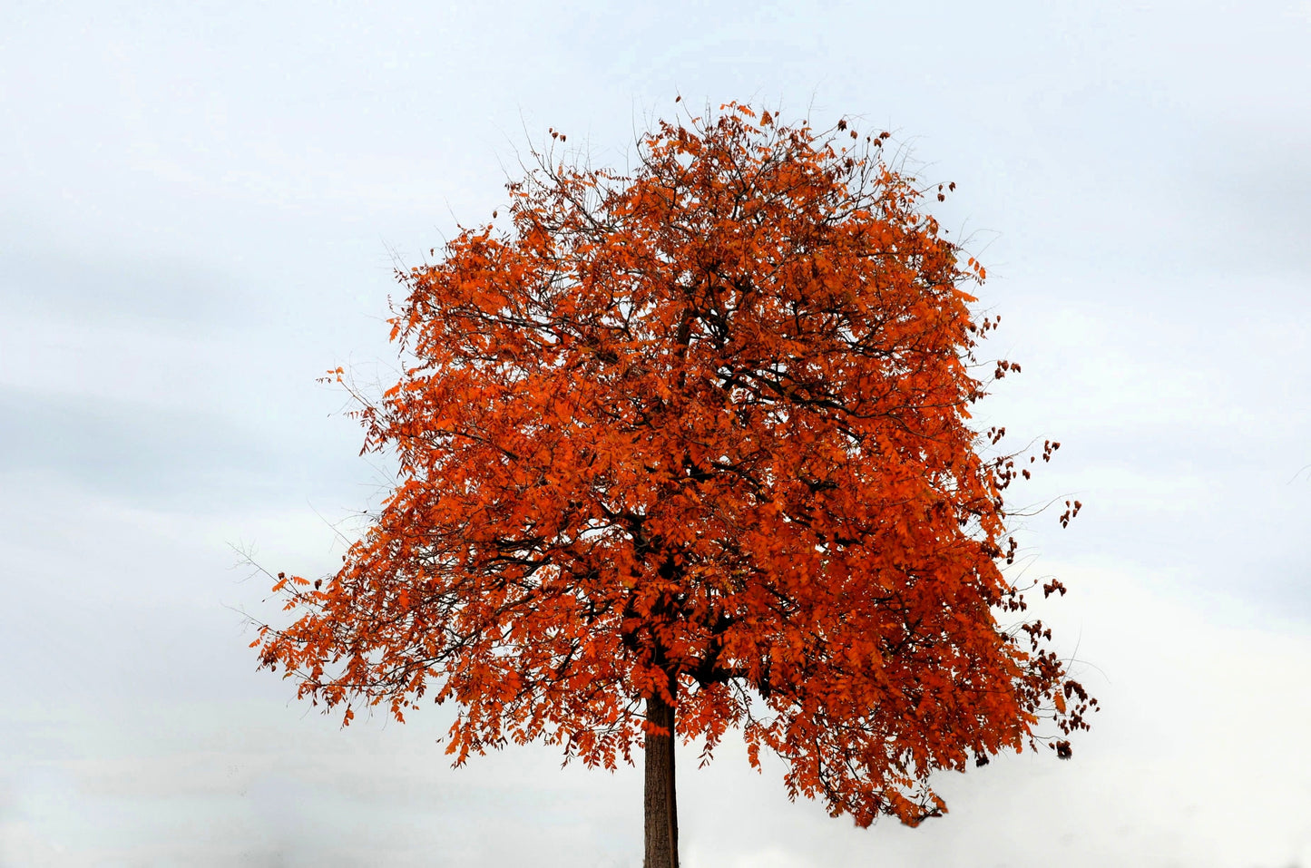 10 CHINESE FLAME TREE Koelreuteria Bipinnata Lantern Rain Yellow Pink Flower Seeds