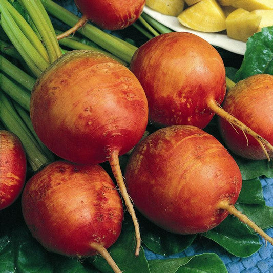 Golden Detroit Beet Seeds (Organic)