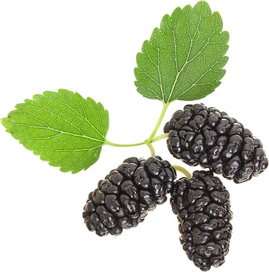 Black Mulberry - 50 Seeds - Morus Nigra, Non GMO, Heirloom