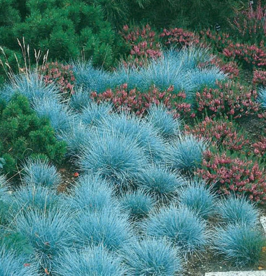 Blue Fescue Ornamental Grass Seeds - Perennial, Low Growing, Drought Tolerant