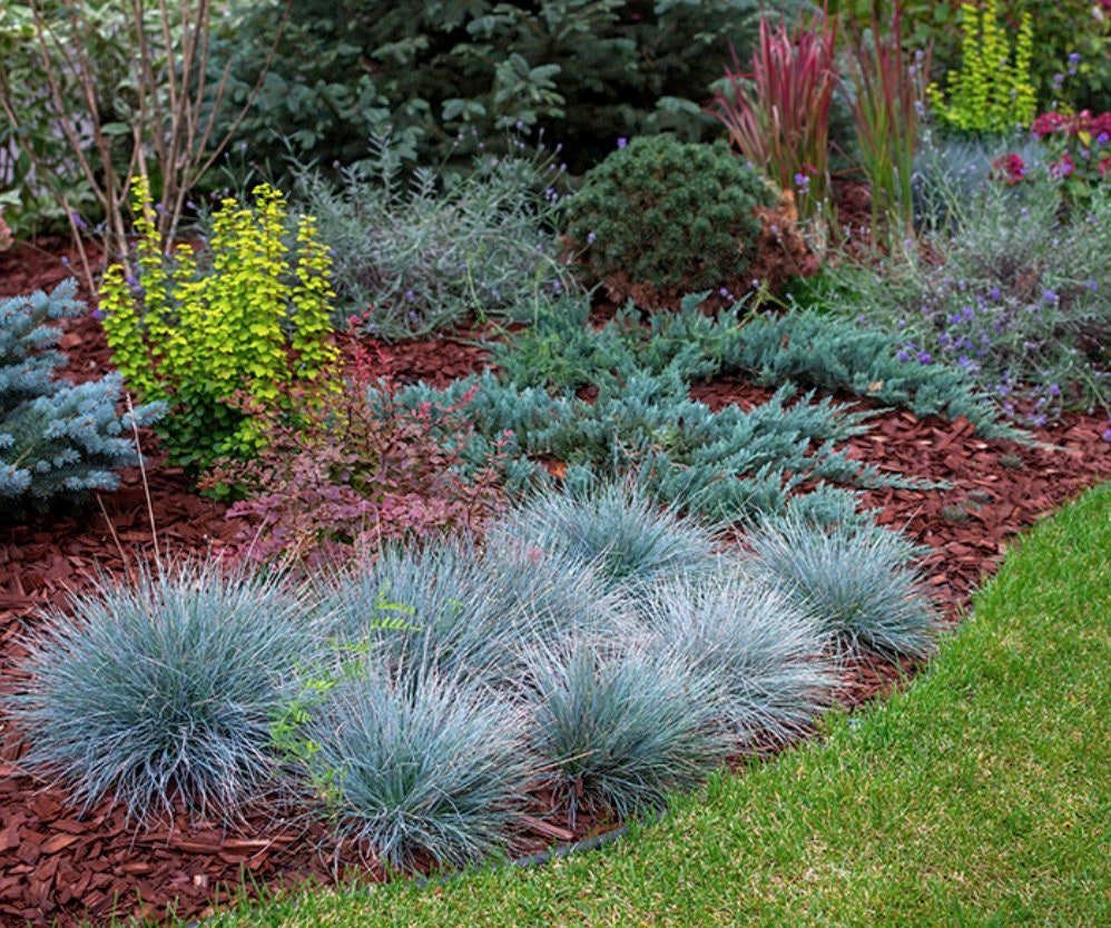 Blue Fescue Ornamental Grass Seeds - Perennial, Low Growing, Drought Tolerant