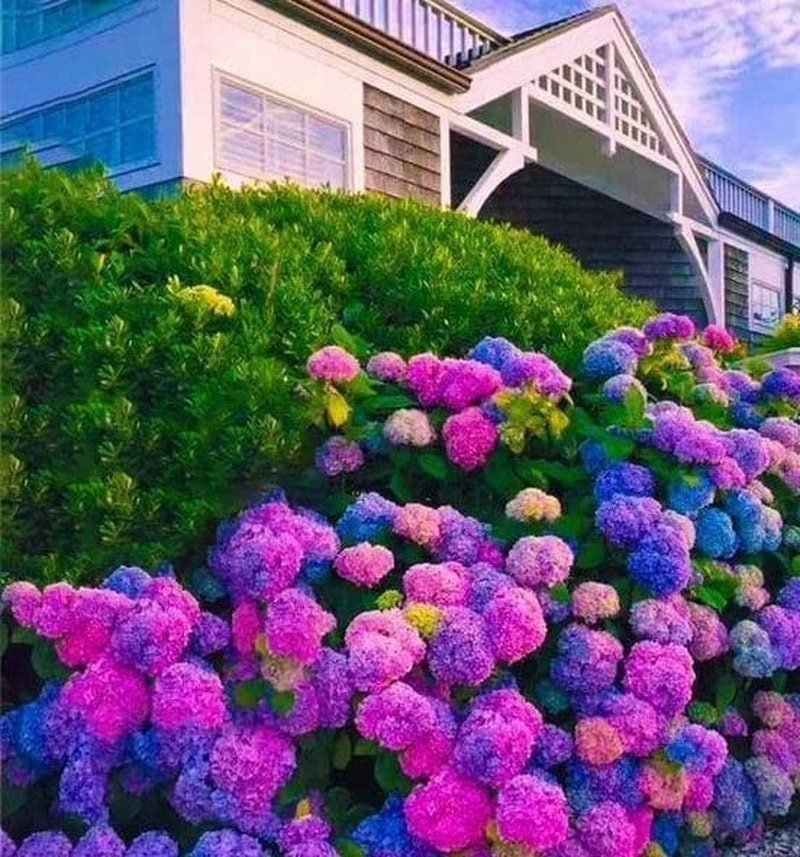Blue Pink Purple Hydrangea Seeds- Beautiful and Hardy Perennial Flowers