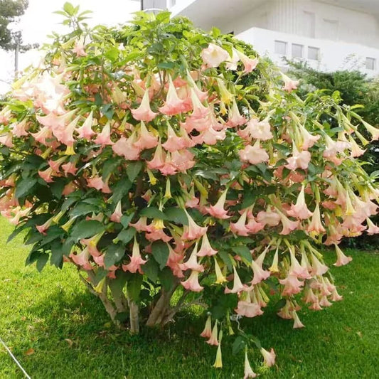 Brugmansia Pink Delight Angels Trumpet Moonflower - 10 Seeds - Flowering Accent Plant Landscape