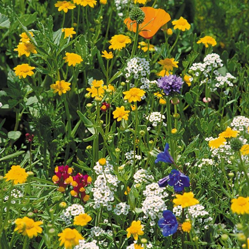 California Coastal Wildflower Mix (pack)