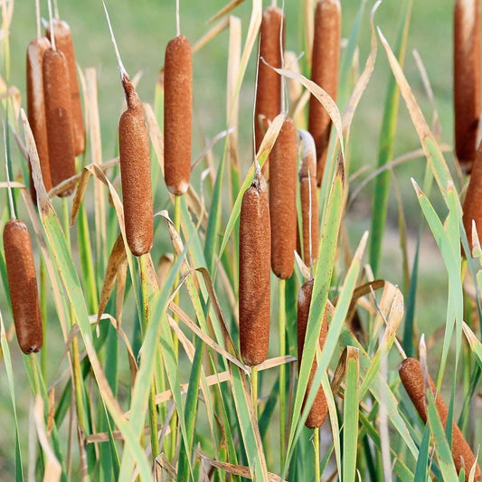 Cattail - 50 Seeds - Typha Latifolia Perennial Fast-Growing Ornamental Landscape Decorate Ponds Bog Garden Outdoor