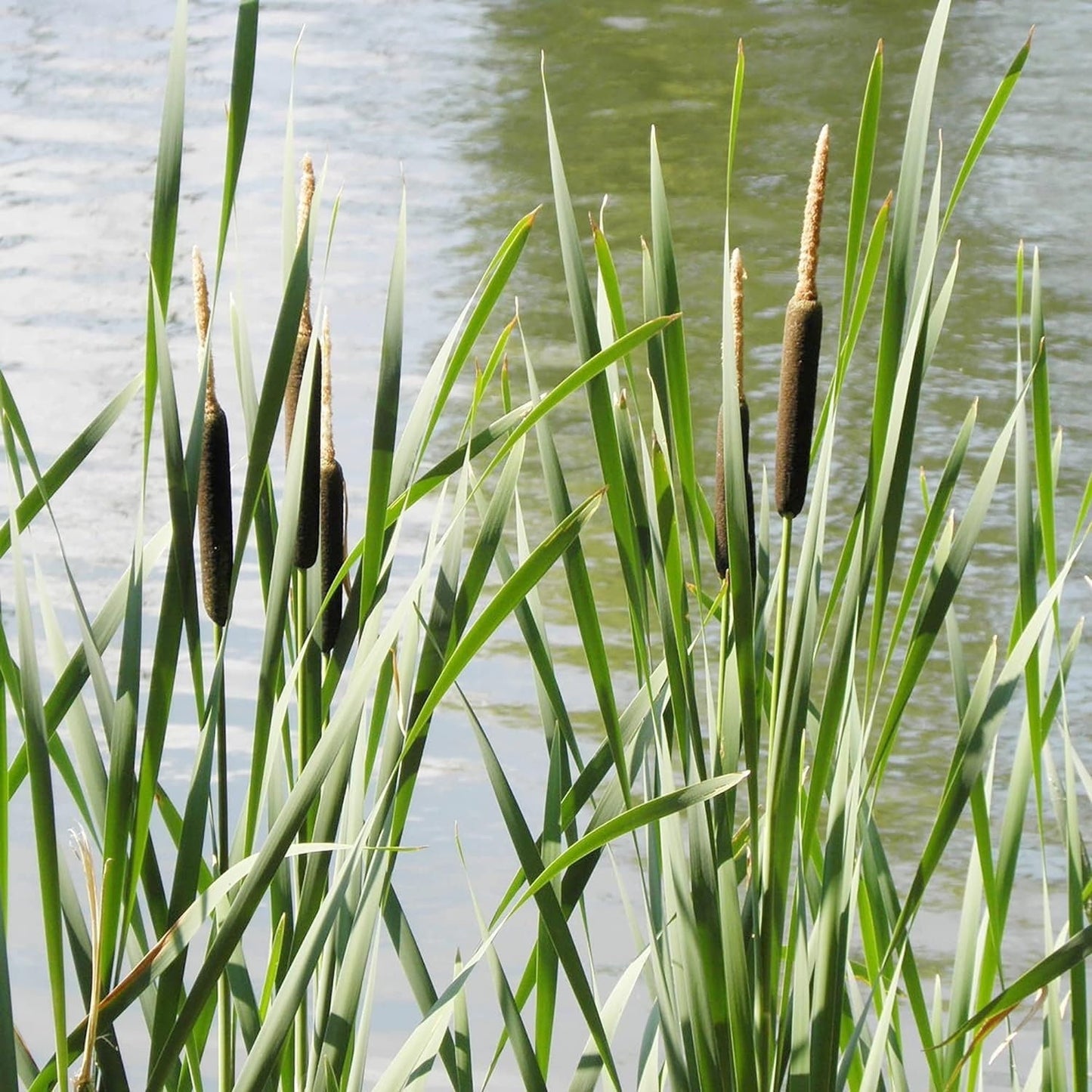 Cattail - 50 Seeds - Typha Latifolia Perennial Fast-Growing Ornamental Landscape Decorate Ponds Bog Garden Outdoor
