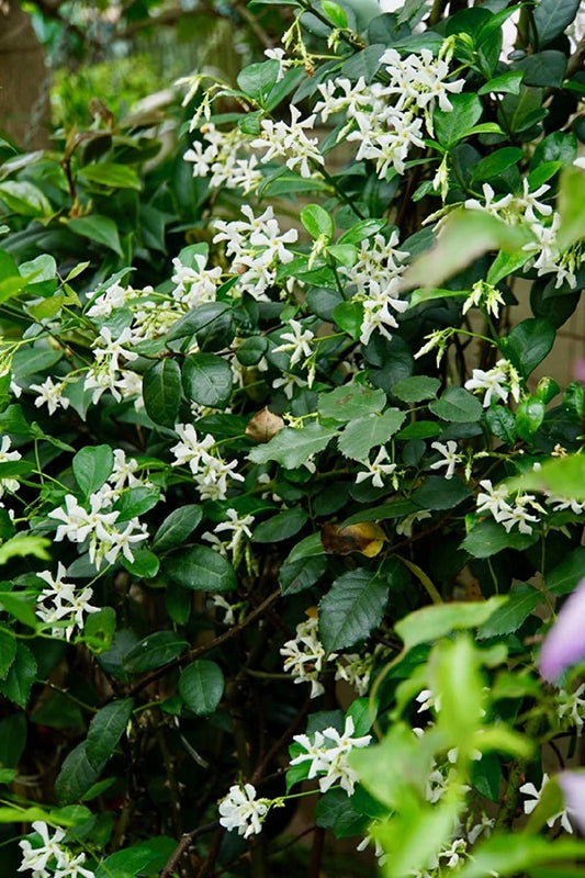 Climbing Jasmine Flower - 50 Seeds - Fragrant Plant, Four Seasons Evergreen Garden