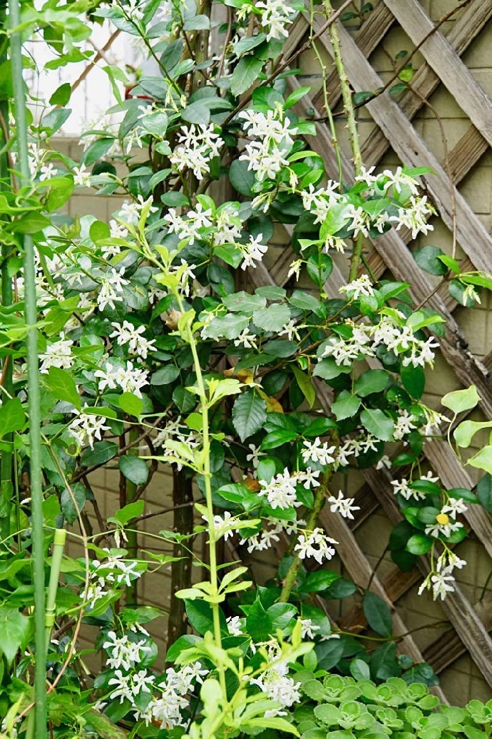 Climbing Jasmine Flower - 50 Seeds - Fragrant Plant, Four Seasons Evergreen Garden