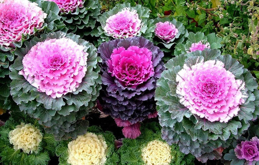 Colorful Japanese Ornamental Cabbage Osaka Mix Decorative - 50 Seeds - Flowering Kale Mix