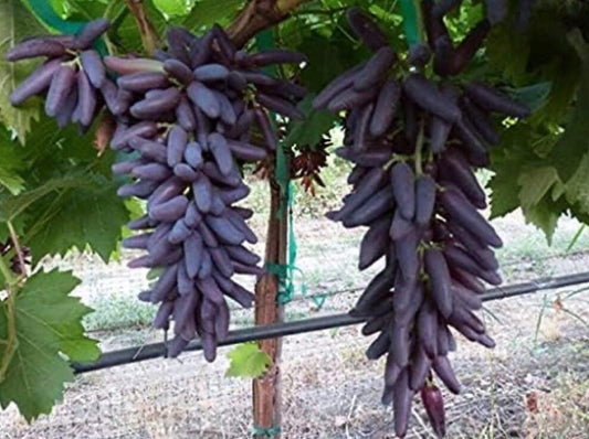 Cotton Candy - Heirloom Rare Deep Black Purple Finger Grape Seeds - Vitus Vinifera - Sweet Fruit