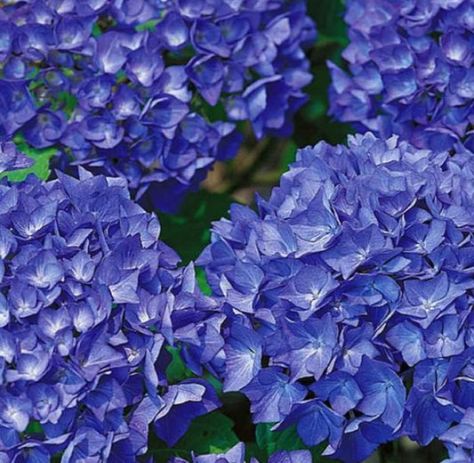 Dark Blue Hydrangea Seeds - Beautiful Attractive Showy and Hardy Perennial Flowers