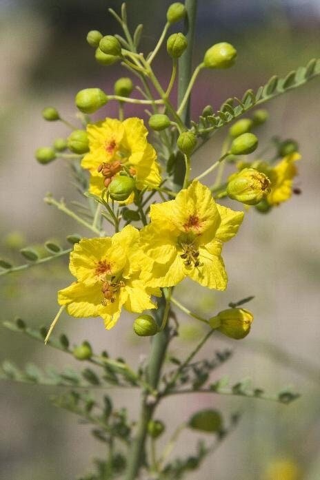 Desert Museum - Thornless Palo Verde Seeds Cercidium x 'Desert Museum'