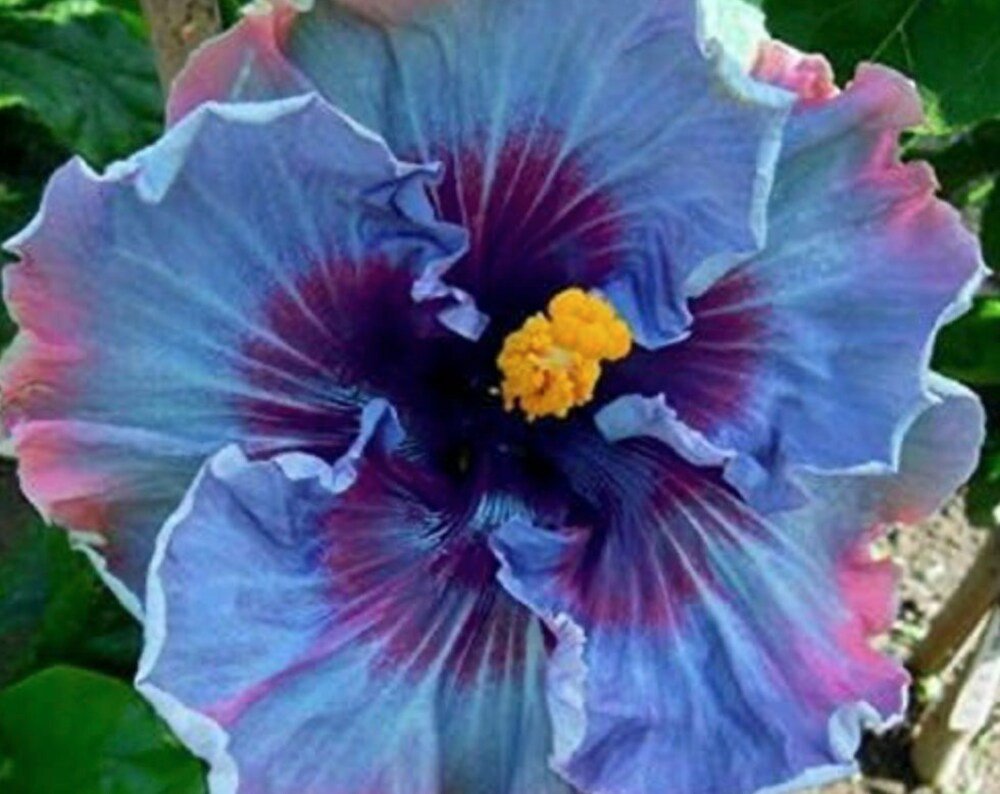 Fairy Dust Hibiscus Seeds - Perennial Flower Seed