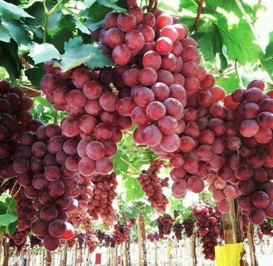 Giant Red Globe Heirloom Grape Seeds - Non GMO - Sweet Fruit