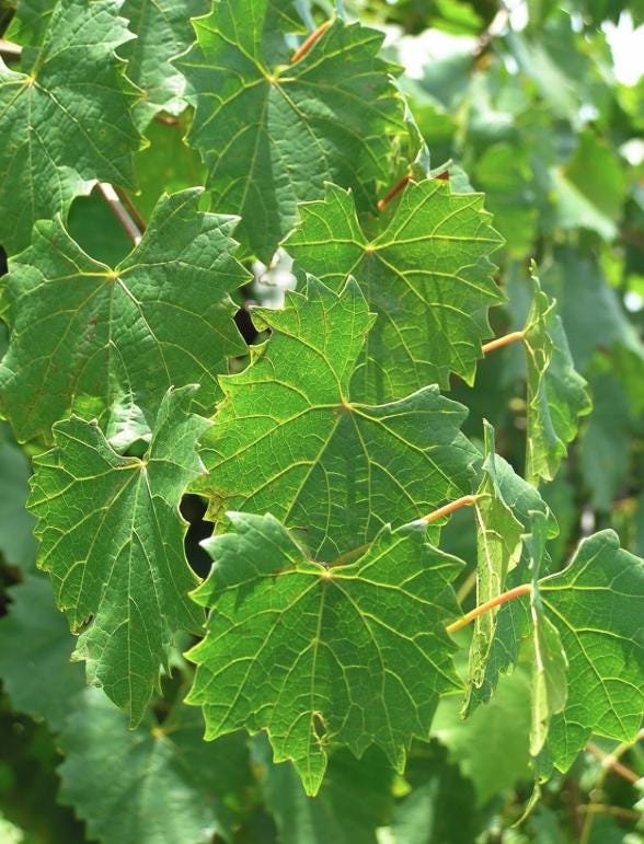 Green Heirloom Grape Seeds - Non GMO - Sweet Fruit