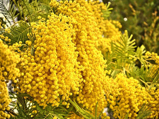 Hawaiian Mimosa Seeds - Tropical Tree, Miracle Tree, Wild Tamarind, Lead Tree, Fast Growing Large Tree