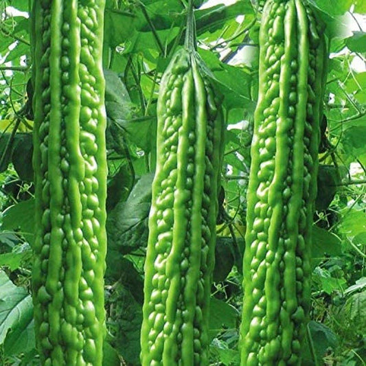 Heirloom Vegetable Green Balsam Pear Bitter Melon - 40 Seeds
