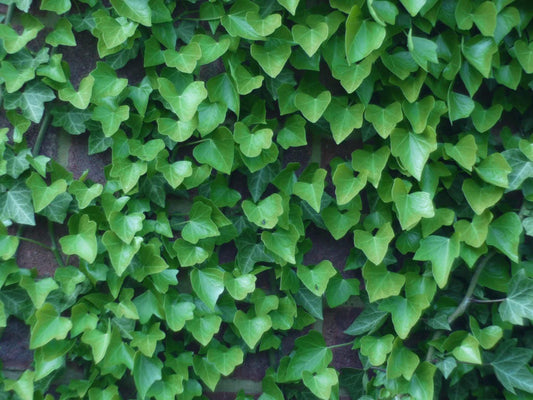 10 BOSTON IVY ( Bostonian Ivy / Wall Ivy ) Parthenocissus Tricuspidata Veitchii Vine Flower Seeds
