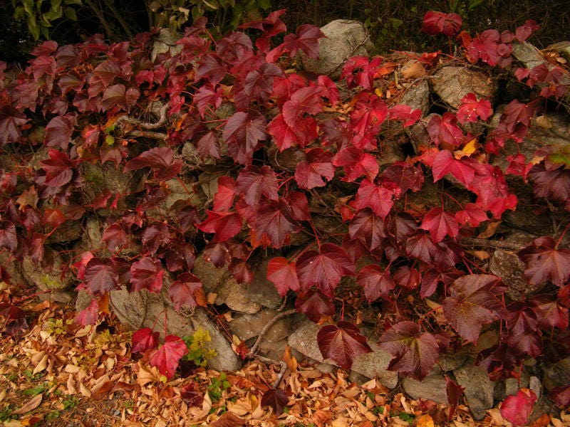10 BOSTON IVY ( Bostonian Ivy / Wall Ivy ) Parthenocissus Tricuspidata Veitchii Vine Flower Seeds