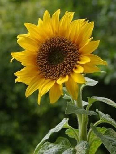 10 Early MAMMOTH RUSSIAN SUNFLOWER Helianthus Annuus Flower Seeds