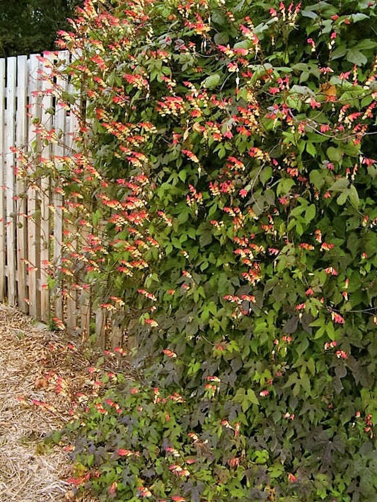 10 FIRECRACKER VINE Flower Mina Lobata Exotic Love Spanish Flag Ipomoea Seeds