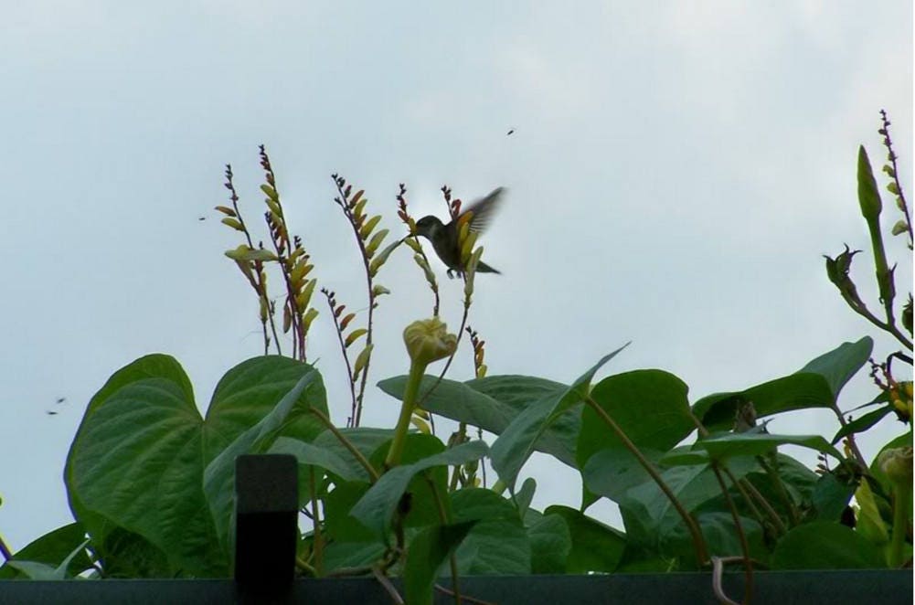 10 FIRECRACKER VINE Flower Mina Lobata Exotic Love Spanish Flag Ipomoea Seeds