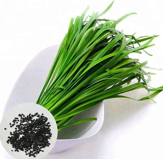 Leeks - Green Chive - Asian Garlic Chive - 500 Seeds