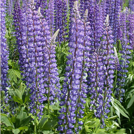 Lupine, Arroyo Blue (1/4 lb)