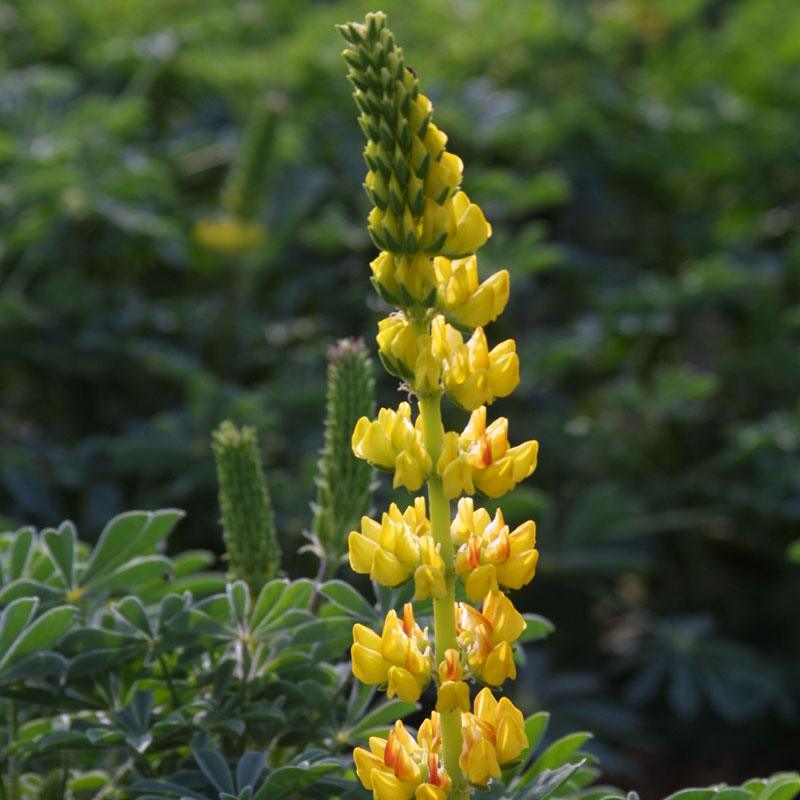 Lupine, Yellow (pack)