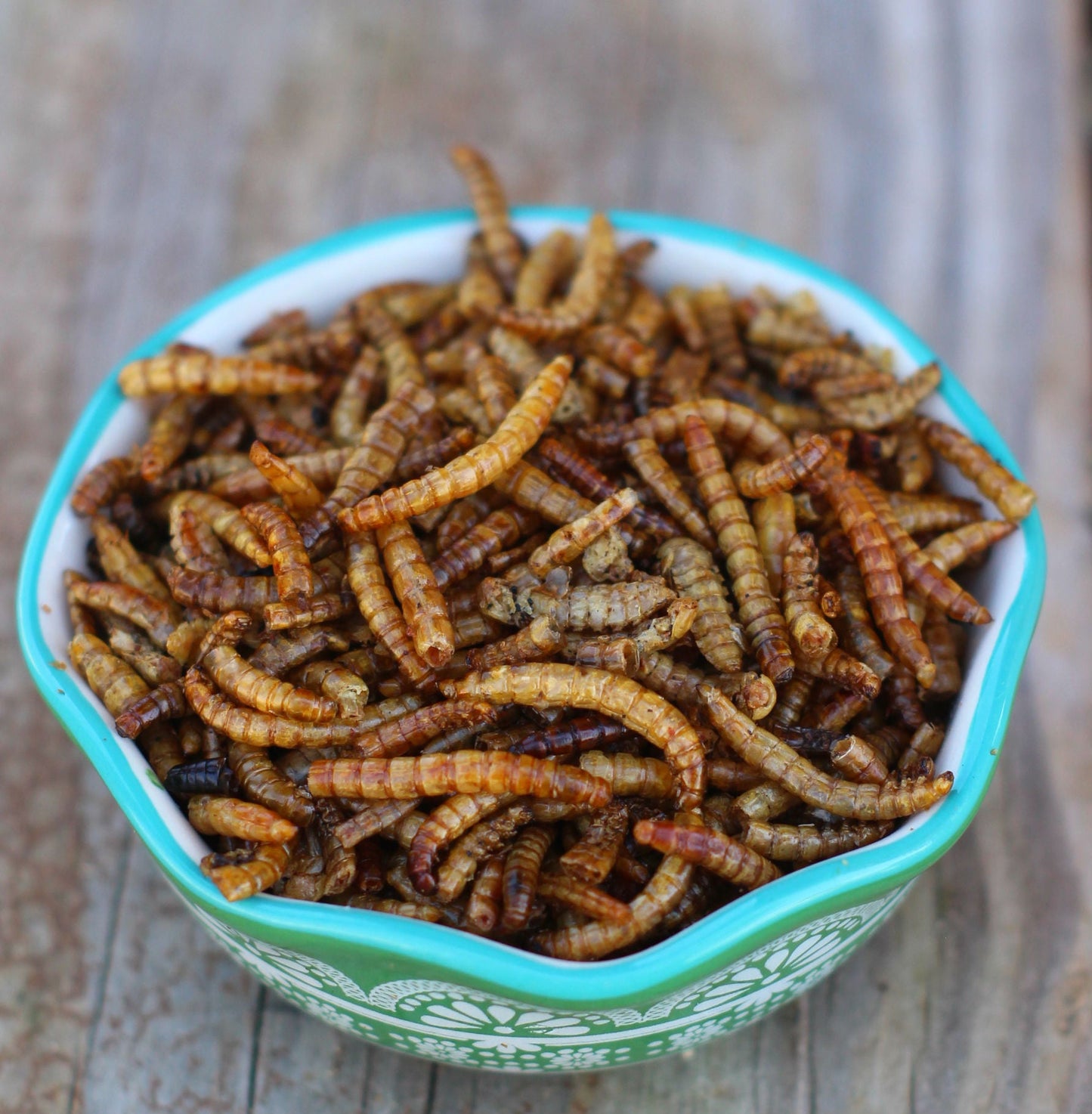 USA Mealworms -- LoveBugs For Hens (TM)