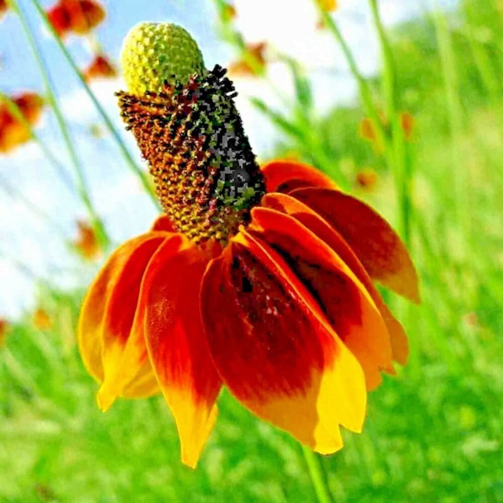 Mexican Hat - 100 Seeds - Drought Tolerant Coneflower Flower
