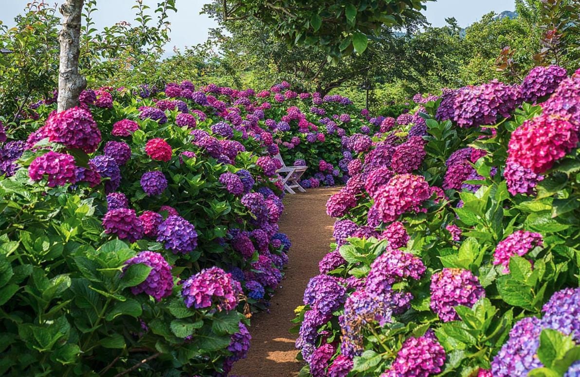 Mixed Hydrangea Seeds - Giant Beautiful Shrub and Hardy Perennial Flowers
