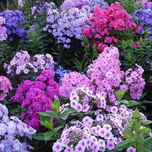 Mixed Phlox Flower Seeds - Dwarf Popstars Phlox Perennial Ground Cover - Creeping Popstars Phlox