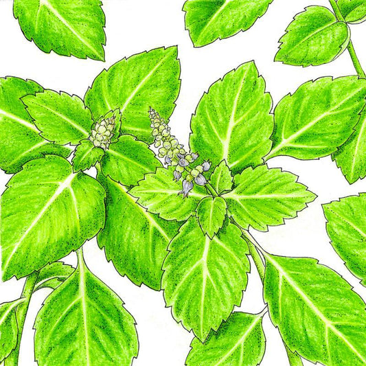 Kapoor Tulsi Seeds (Organic)