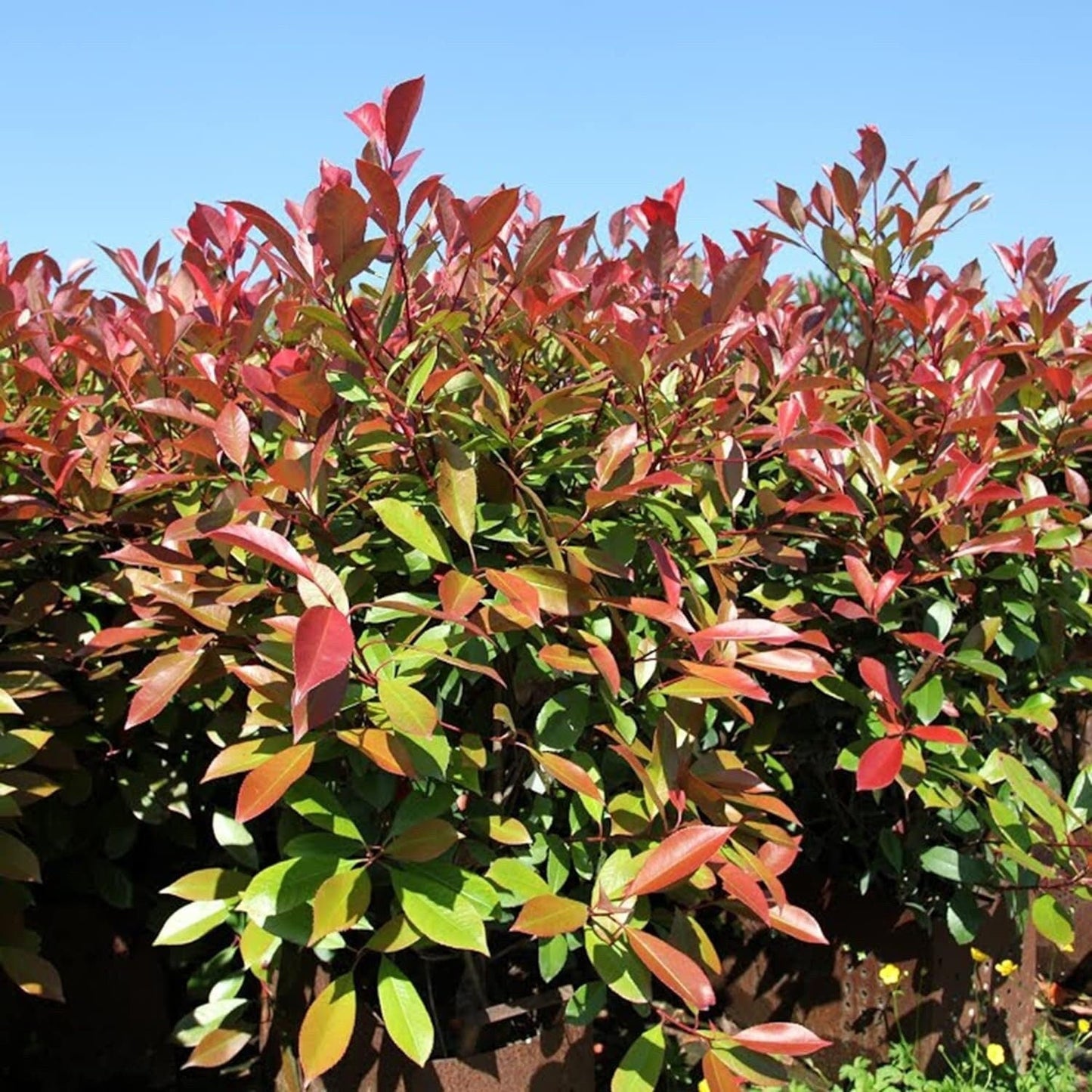 Photinia X Fraseri Red Tip Photinia Evergreen Shrub - 100 Seeds - Hardy Easy to Grow Gardens Landscapes Used as Hedge or Screen Outdoor