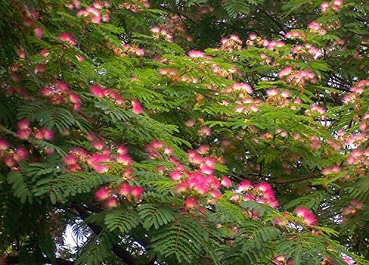 Pink Albizia Julibrissin Tree - 20 Seeds - Mimosa Tree, Silk Tree, Persian Silk Tree