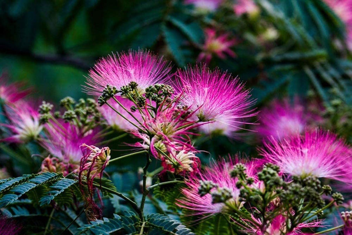 Pink Albizia Julibrissin Tree - 20 Seeds - Mimosa Tree, Silk Tree, Persian Silk Tree