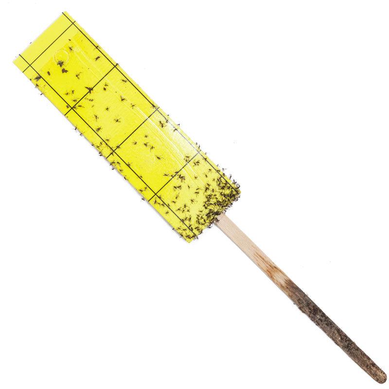 Gnat Stix for Houseplants